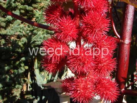 castorbean